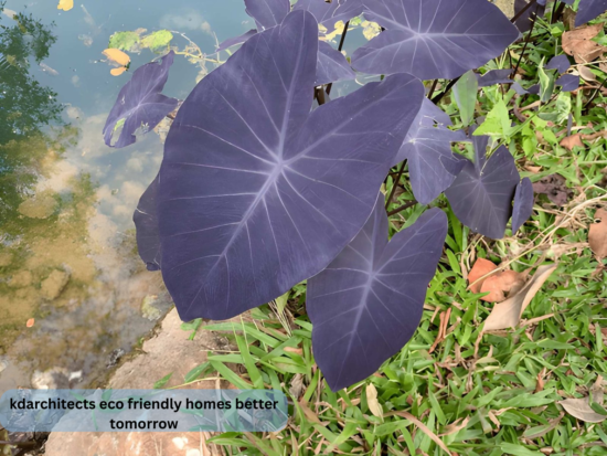 kdarchitects eco friendly homes better tomorrow