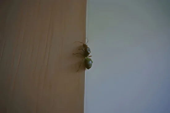 Shape Big-Headed Ant
