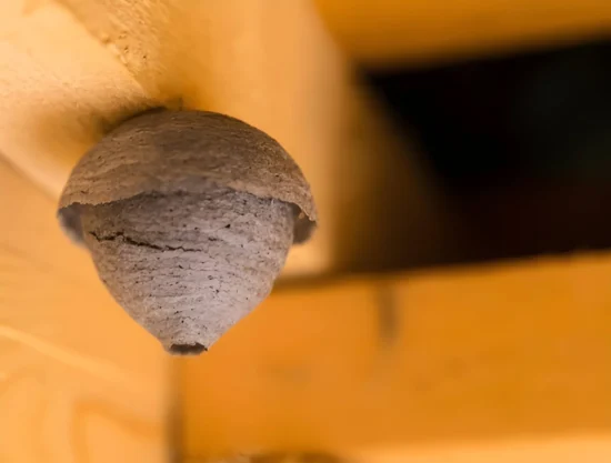 Design Can Reduce Wasp Nesting 