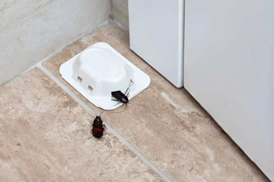 Baby Roaches Can Reveal